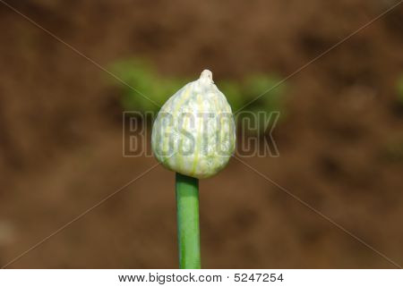 Cipolla Seed2
