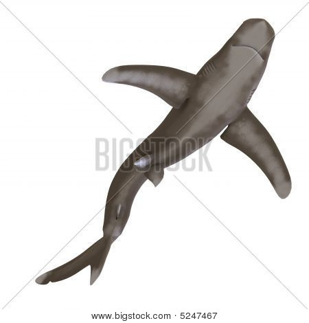 Okyanus Whitetip köpekbalığı