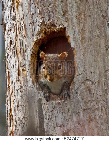 Squirrel Peaking From Hole