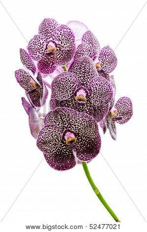 Orchid Flowers Isolated