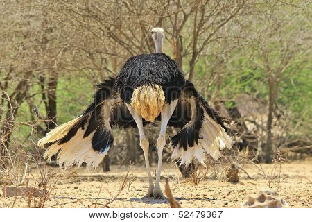 Ostrich - Wildlife Background from Africa - Angry Wings