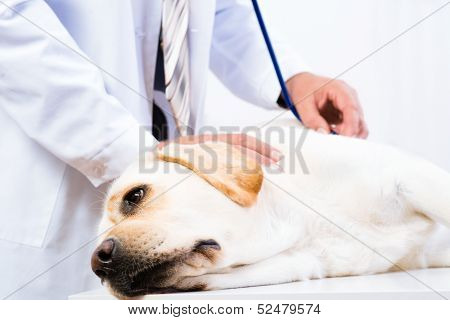 Light labrador at a reception at the vet