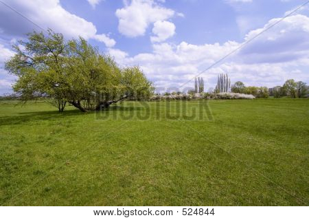 Arbustos y campo Prado
