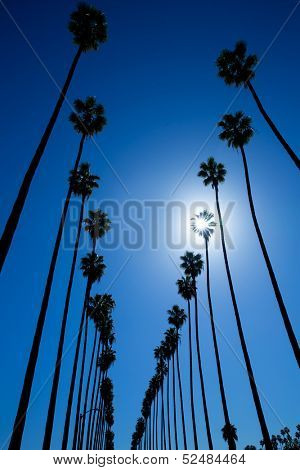 LA Los Angeles palm trees in a row typical California Washingtonia filifera