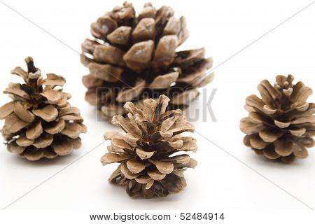 Pine plugs