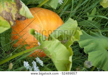 Pumpkin Growing in Switzerland