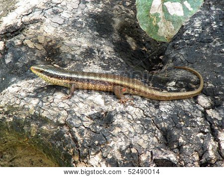 Brahminy Skink