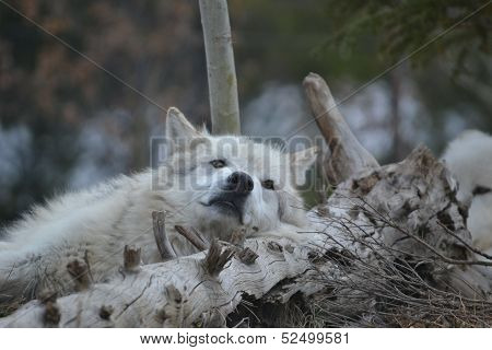 grey wolf in montana