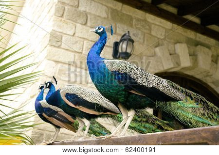 Few peacocks near building walking