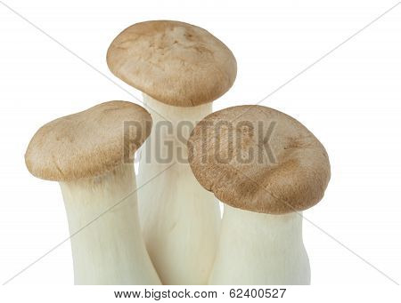 Mushroom Names Eringii