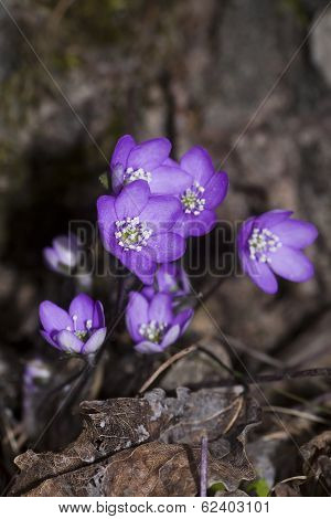 hepatica nobilis