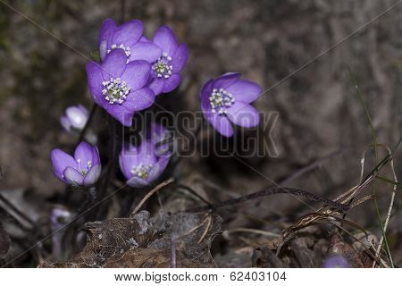 purple anemones