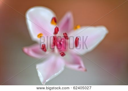 Flowering Rush (butomus Umbellatus)