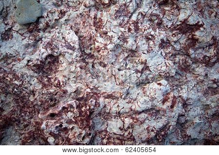 Invertebrate Fossils