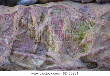 Invertebrate Fossils
