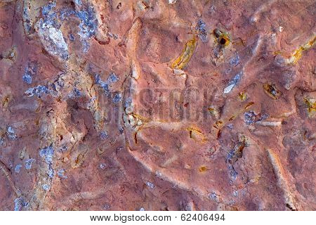 Invertebrate Fossils