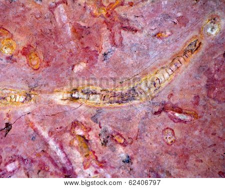 Invertebrate Fossils