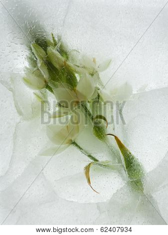 Icy Plants