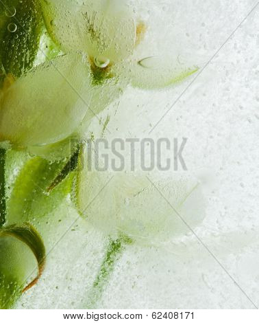 Icy Plants