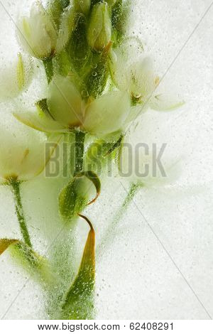 Icy Plants