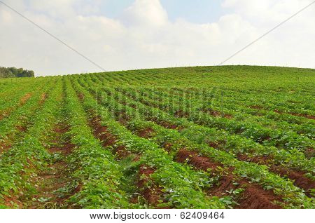 Crops Growing On Fertile Farm Land In Israel