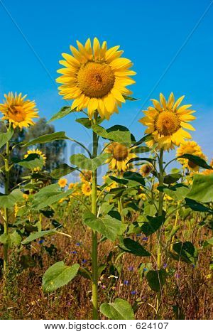 Sunflower