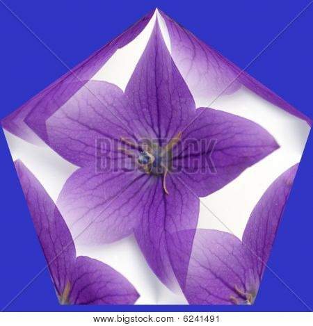 Platycodon Cristal