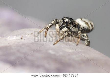 Portrait of a zebra spider
