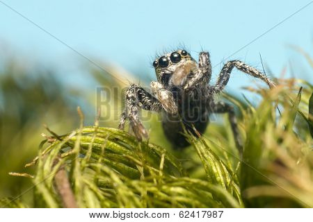 Portrait of a zebra spider
