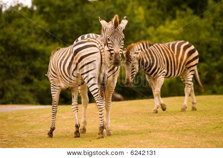 3 Zebre