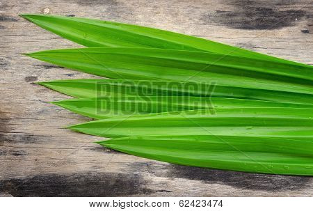 Pandan