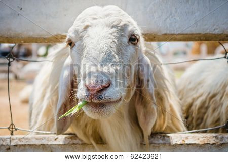 Close Up White Sheep