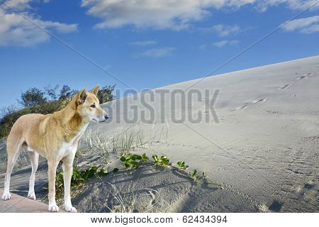 Sand Dunes And Dingo On  Fraser Island