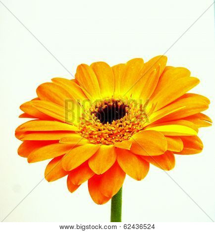 orange gerbera