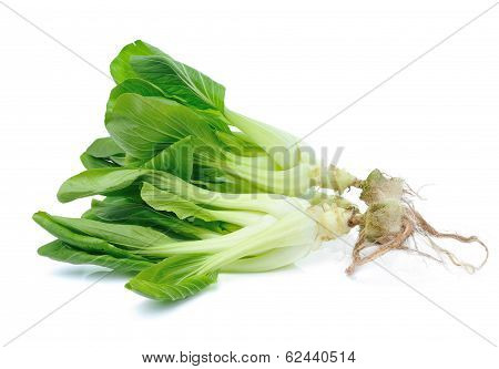 Pok Choi  Vegetable Isolated On White Background