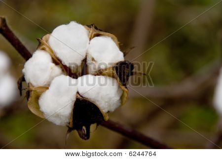 Cotton Boll