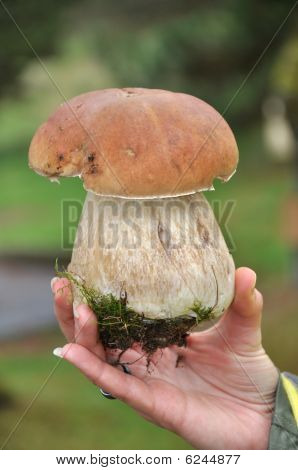 Funghi Porcini selvatici