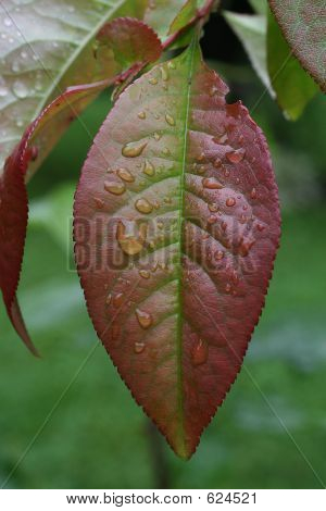 Rossa e verde foglia