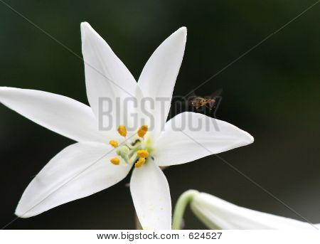 Giglio bianco