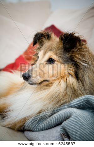 Sheltie