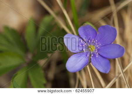 Hepatica Nobilis