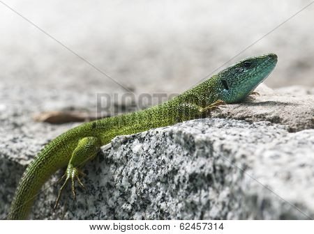 European Green Lizard (lacerta Viridis)