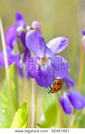 Lady Bug On Viola Odorata Bloom