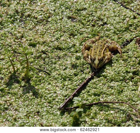 Toad Waiting To Eat Any Insect Camouflaged Amidst The Pond