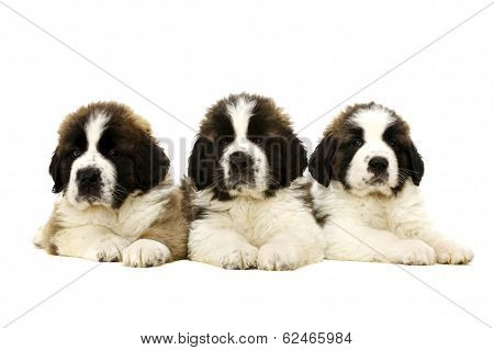 St Bernard Puppies Isolated On White