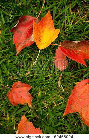 fall leaves