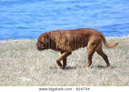 Mastino