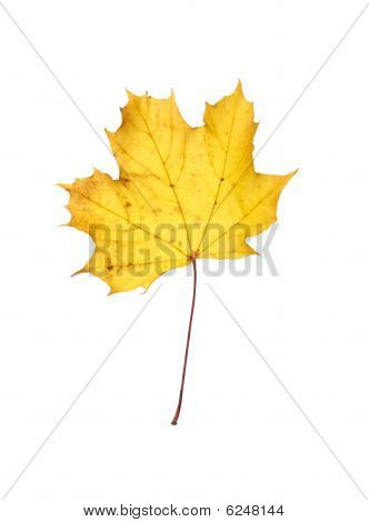 maple leaf