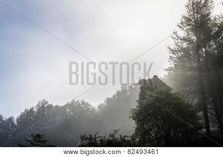 Mystic Forest