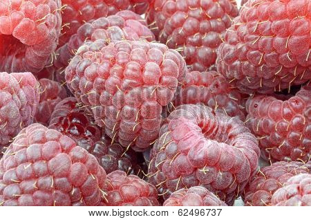 Organic Fresh Raspberries